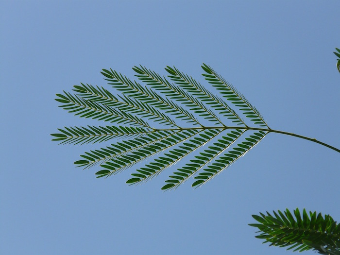 Feuille de mimosa jaune pour maigrir.