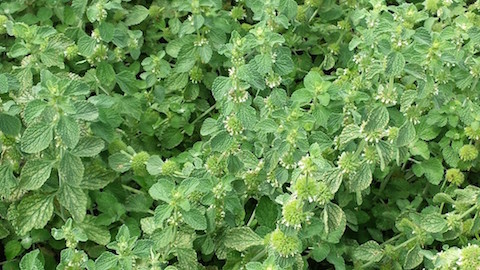 Profiter d’une cure minceur grâce au marrube blanc
