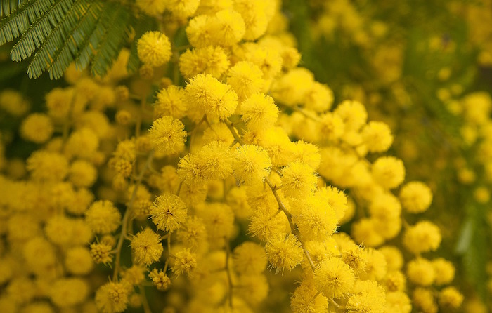 Comment Utiliser La Feuille De Mimosa Pour Ses Bienfaits