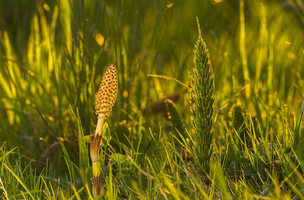 Consommer la prêle dans le cadre d’une cure minceur