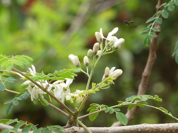 Le moringa et la perte de poids grâce aux plantes.