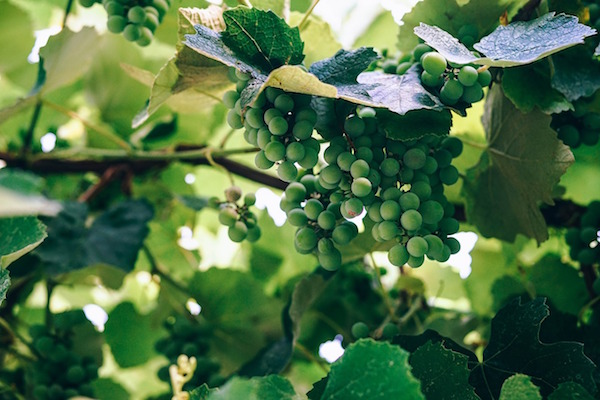 Comment peut-on perdre du poids grâce à une cure de raisin ?