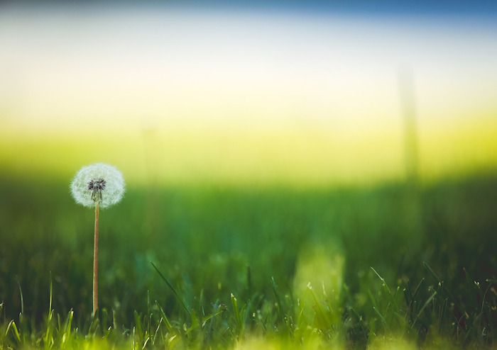 Maigrir avec la racine de pissenlit : la plante star des régimes