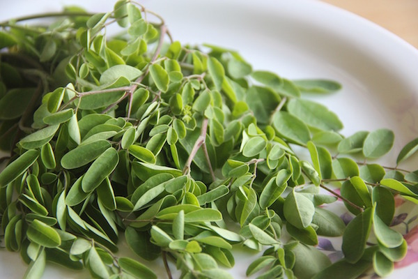 Découvrez le moringa, le brûleur de graisse en infusion !