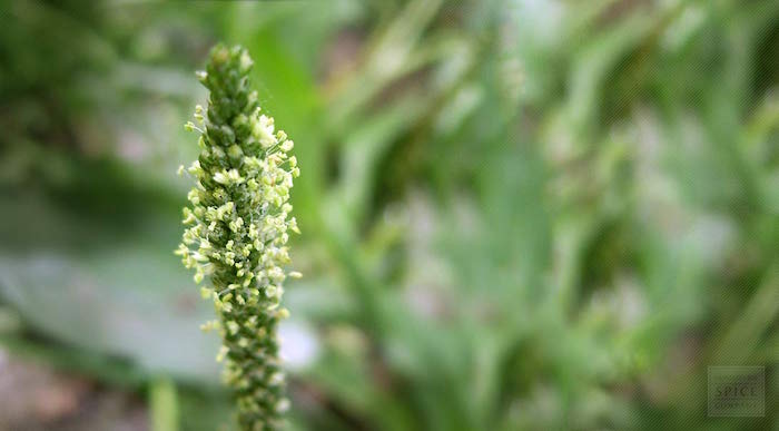 Psyllium et perte de poids : origine.