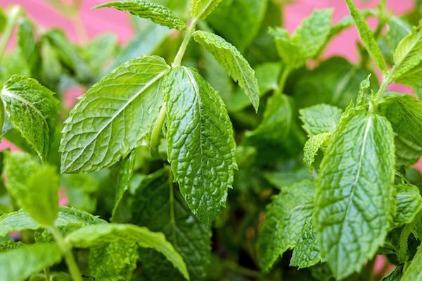 La menthe peut-elle aider à perdre du poids ?