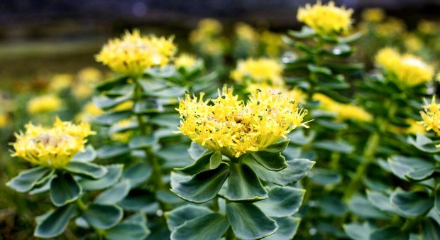 Qu’est ce que le rhodolia, cette plante dite brule-graisse ?