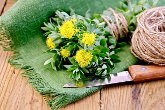 Rhodiola et perte de poids : préparation.