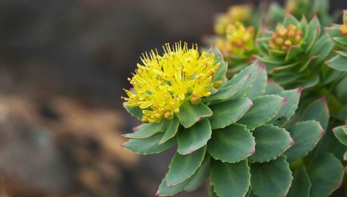 Rhodiola et perte de poids de la plante.