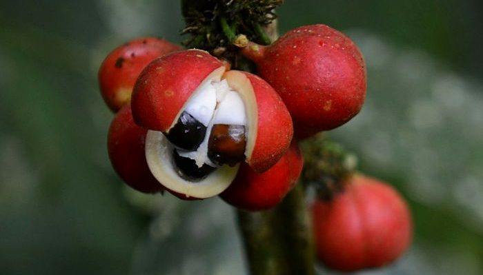 Effets du guarana.