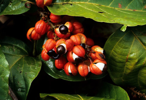 Focus sur le guarana et ses vertus amaincissantes