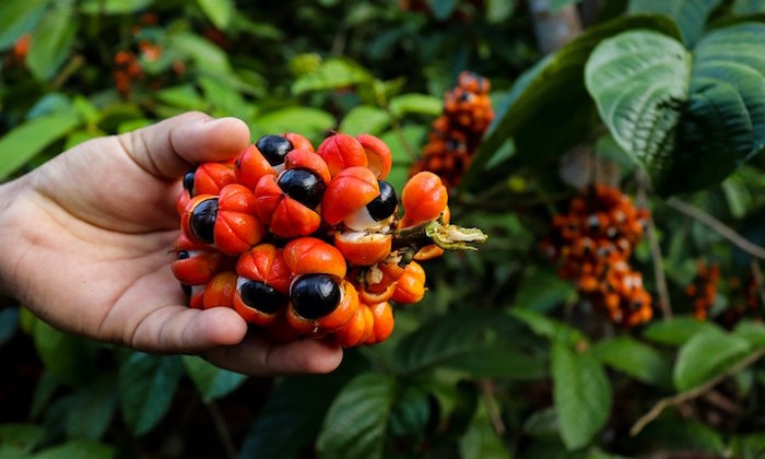 Le guarana minceur.