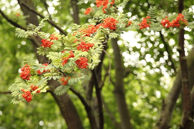 Plantes drainantes : le frêne.