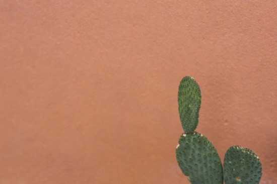 Le nopal : tout savoir sur ce cactus qui nous veut du bien.